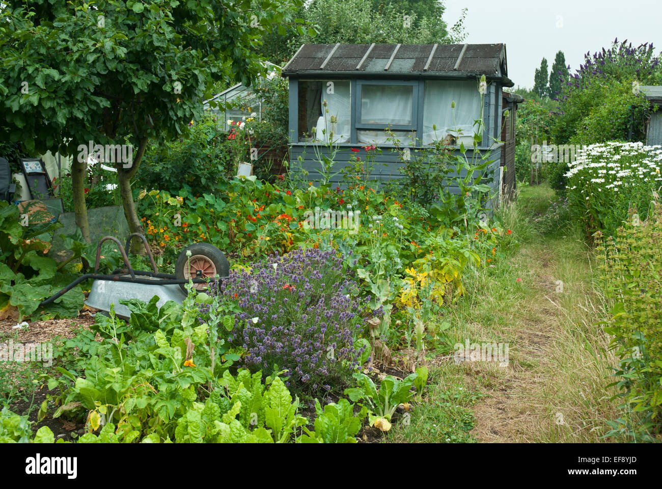 Attractive allotment in summer with shed, vegetables, fruit trees and flowers; chard, marigolds, nasturtiums, michaelmas daisies Stock Photo
