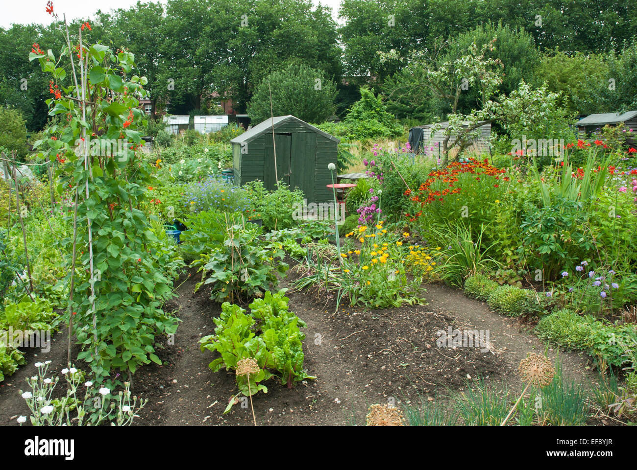 Attractive allotment in summer with shed, vegetables and flowers. (runner beans on poles, chard, marigolds) Stock Photo