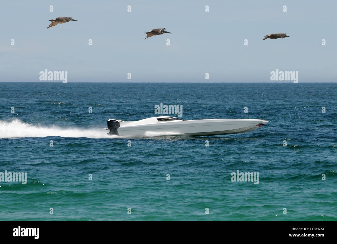 High speed racing boat with pelicans overhead Stock Photo - Alamy