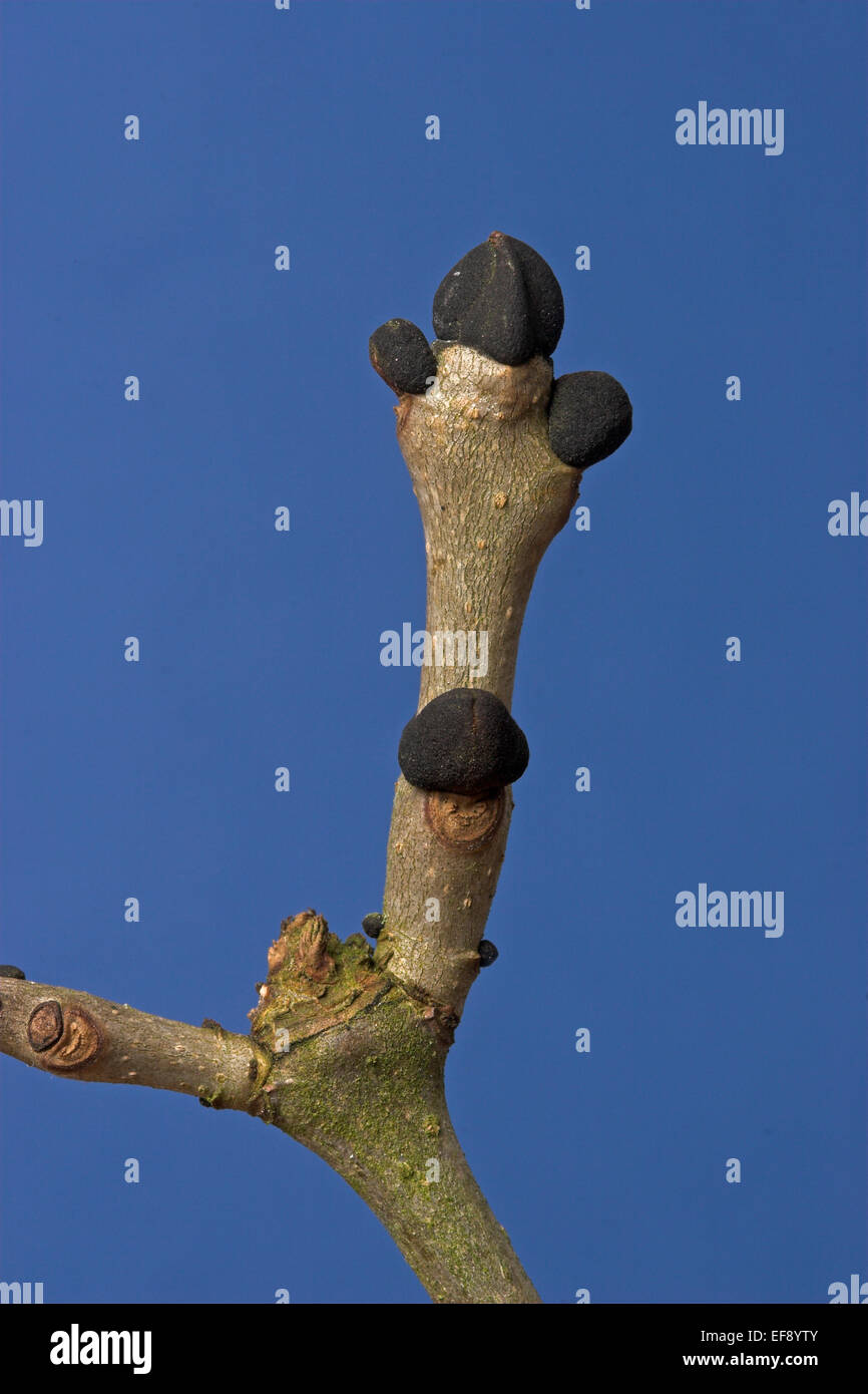 Common Ash, European Ash, bud, buds, Gemeine Esche, Gewöhnliche Esche, Fraxinus excelsior Stock Photo