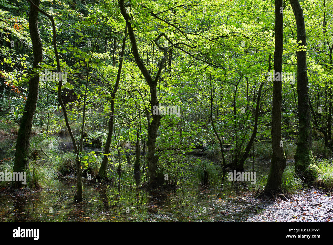 Riparian forest, Common Alder, Erlenbruch, Bruchwald, Schwarz-Erle, Schwarzerle, Erlen, Ufergehölz, Alnus glutinosa, Sumpf Stock Photo