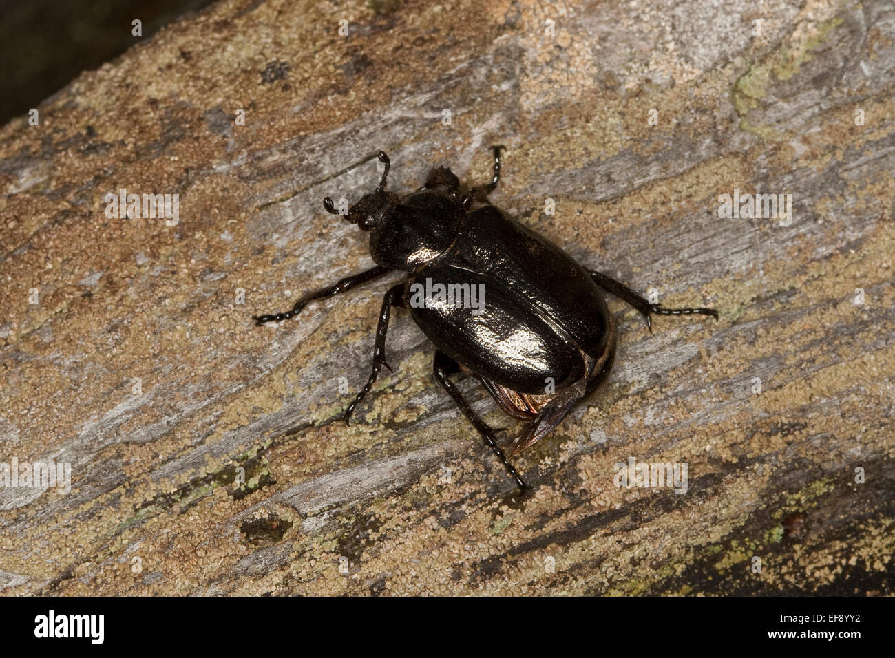 Hermit beetle, Russian leather beetle, Eremit, Juchtenkäfer, Osmoderma eremita Stock Photo