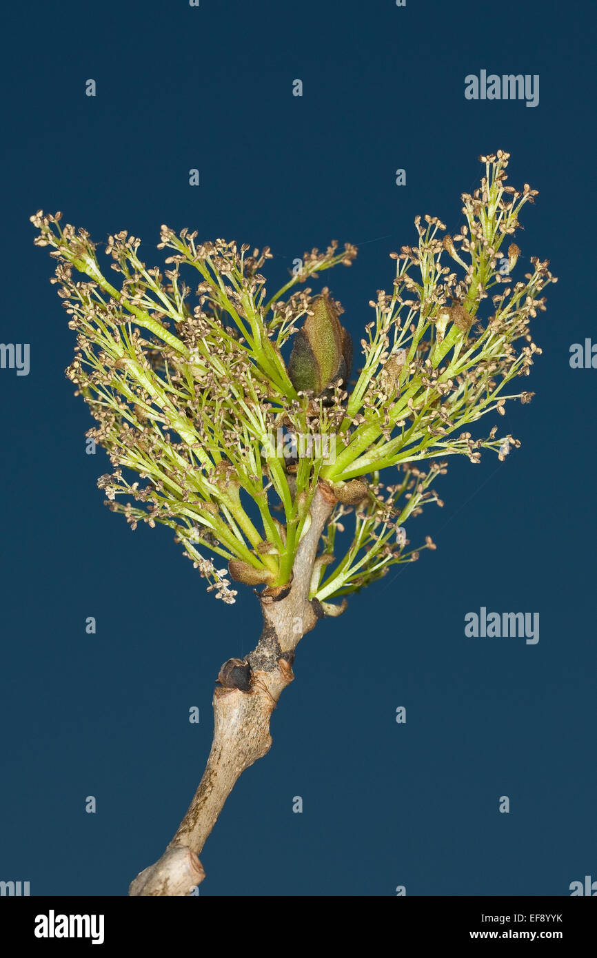 Common Ash, European Ash, bud, buds, florescence, flower, Gemeine Esche, Gewöhnliche Esche, Knospe, Blüten, Fraxinus excelsior Stock Photo