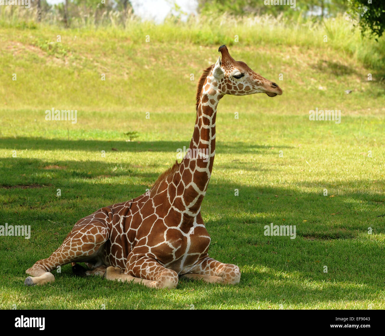 Young giraffe resting on the ground in natural habitat Stock Photo