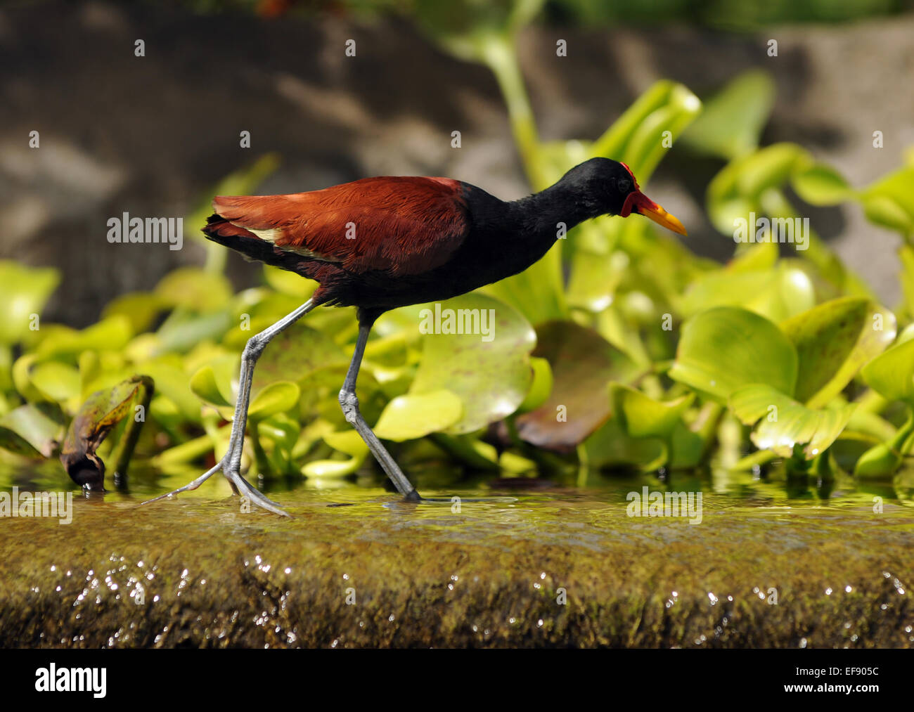 Exotic wild bird walking in water Stock Photo - Alamy