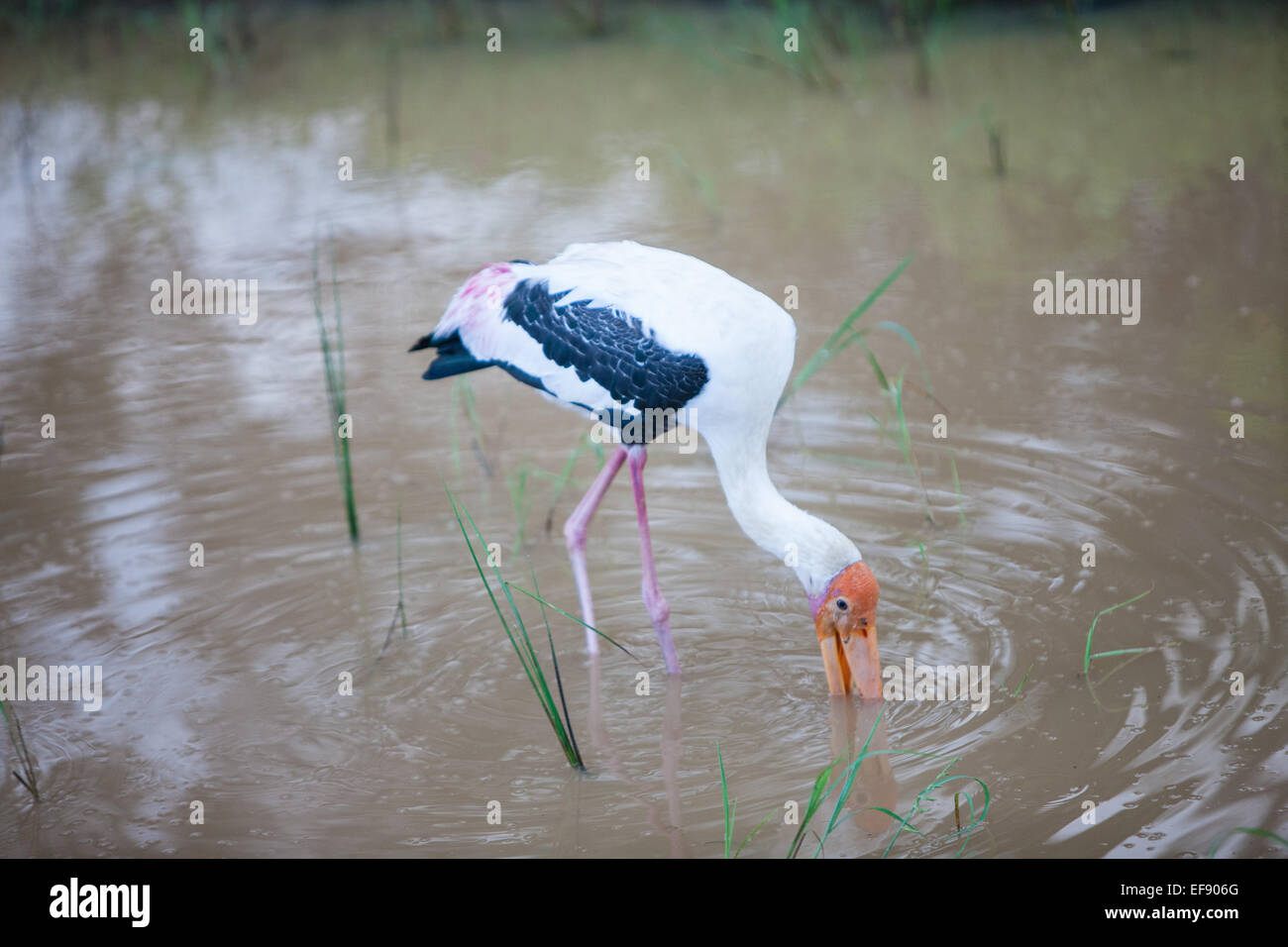 painted stork.Yala National Park,Sri Lanka. Stock Photo