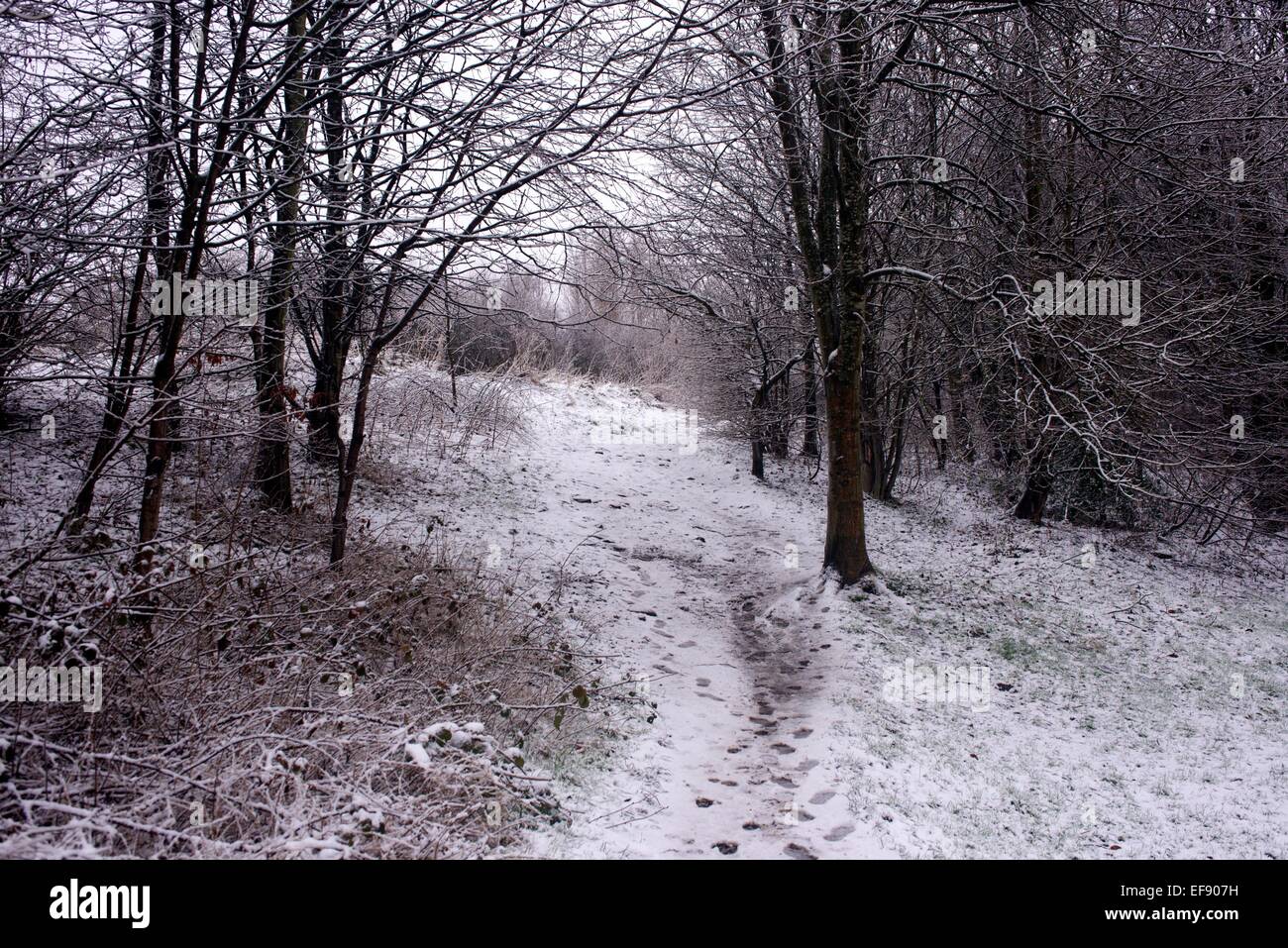 Manchester, UK. 29th January, 2015. UK Weather Heavy snow falls in Didsbury South Manchester