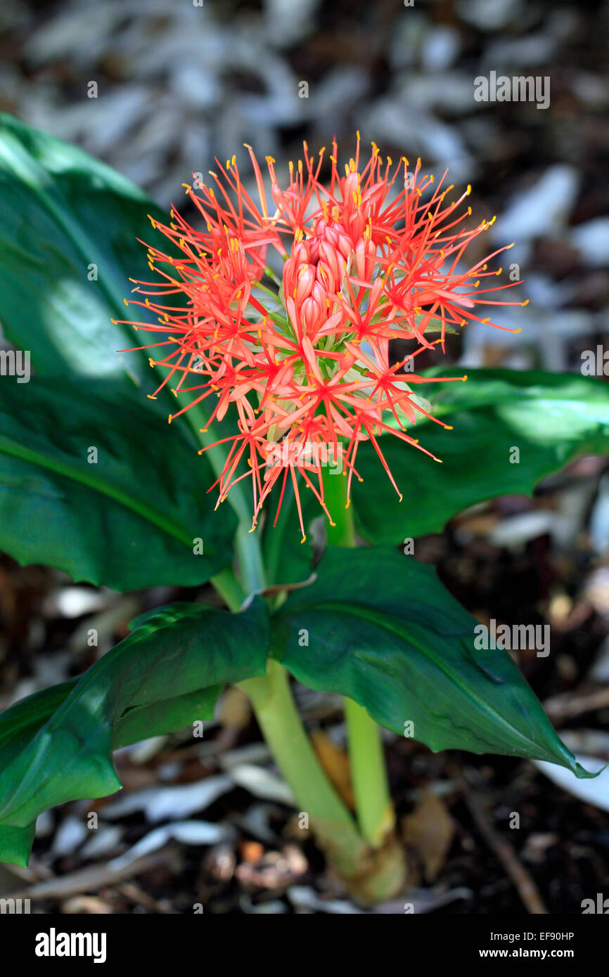 Scadoxus multiflorus ssp. Katharinae , also known as Blood flower or Fireball lily, in Kirstenbosch National Botanical Gardens. Stock Photo