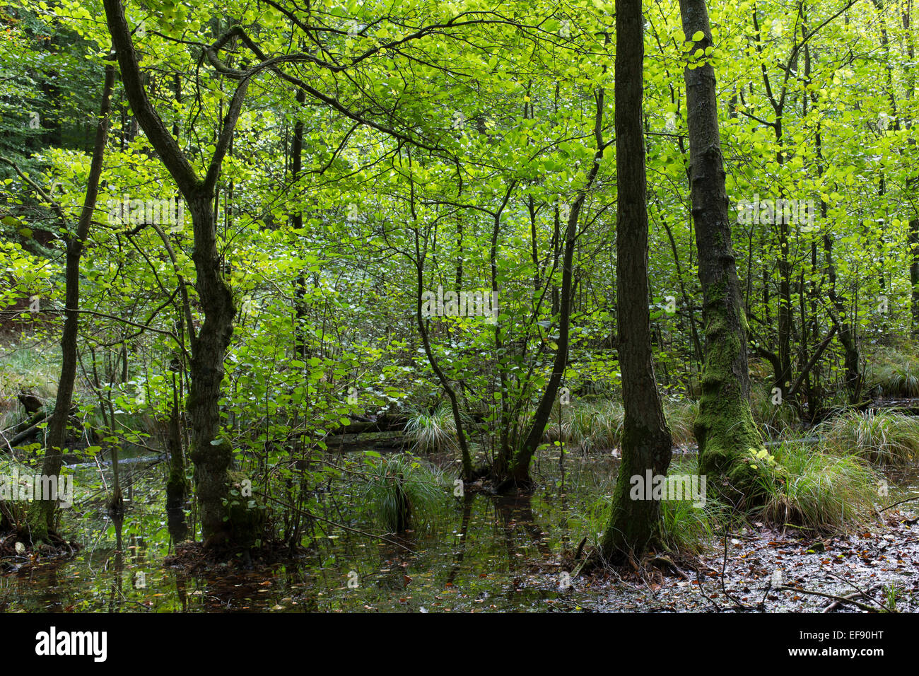 Riparian forest, Common Alder, Erlenbruch, Bruchwald, Schwarz-Erle, Schwarzerle, Erlen, Ufergehölz, Alnus glutinosa, Sumpf Stock Photo