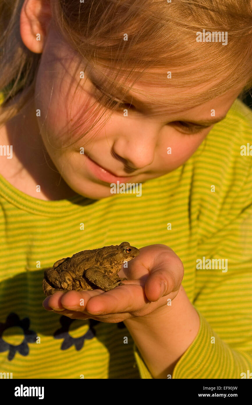 European common toad, toads, girl, child, children, Mädchen, Kind, Erdkröte, Kröte, Kröten, Hand, Bufo bufo Stock Photo