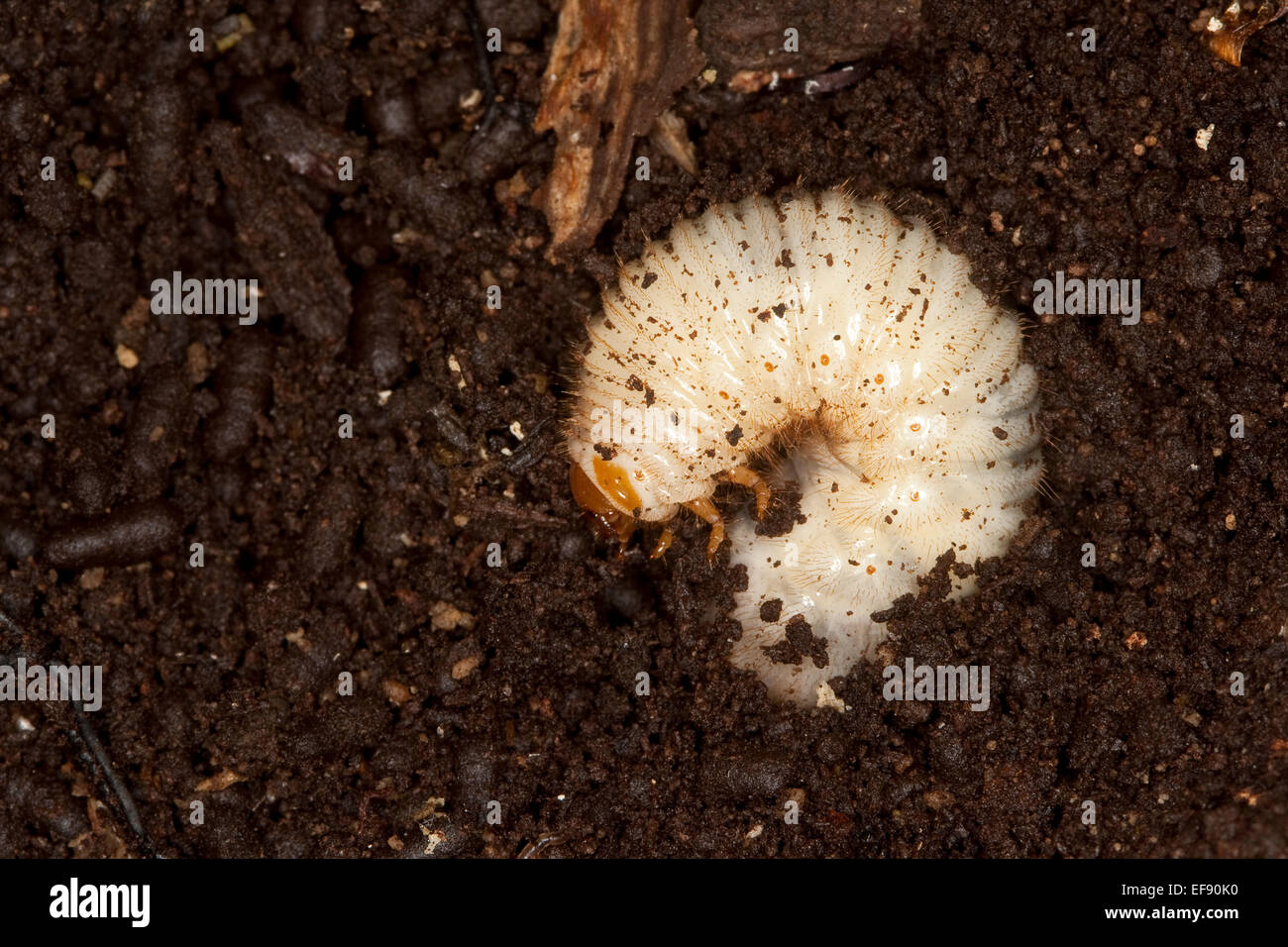 Hermit beetle, Russian leather beetle, larva, larvae, grub, Eremit