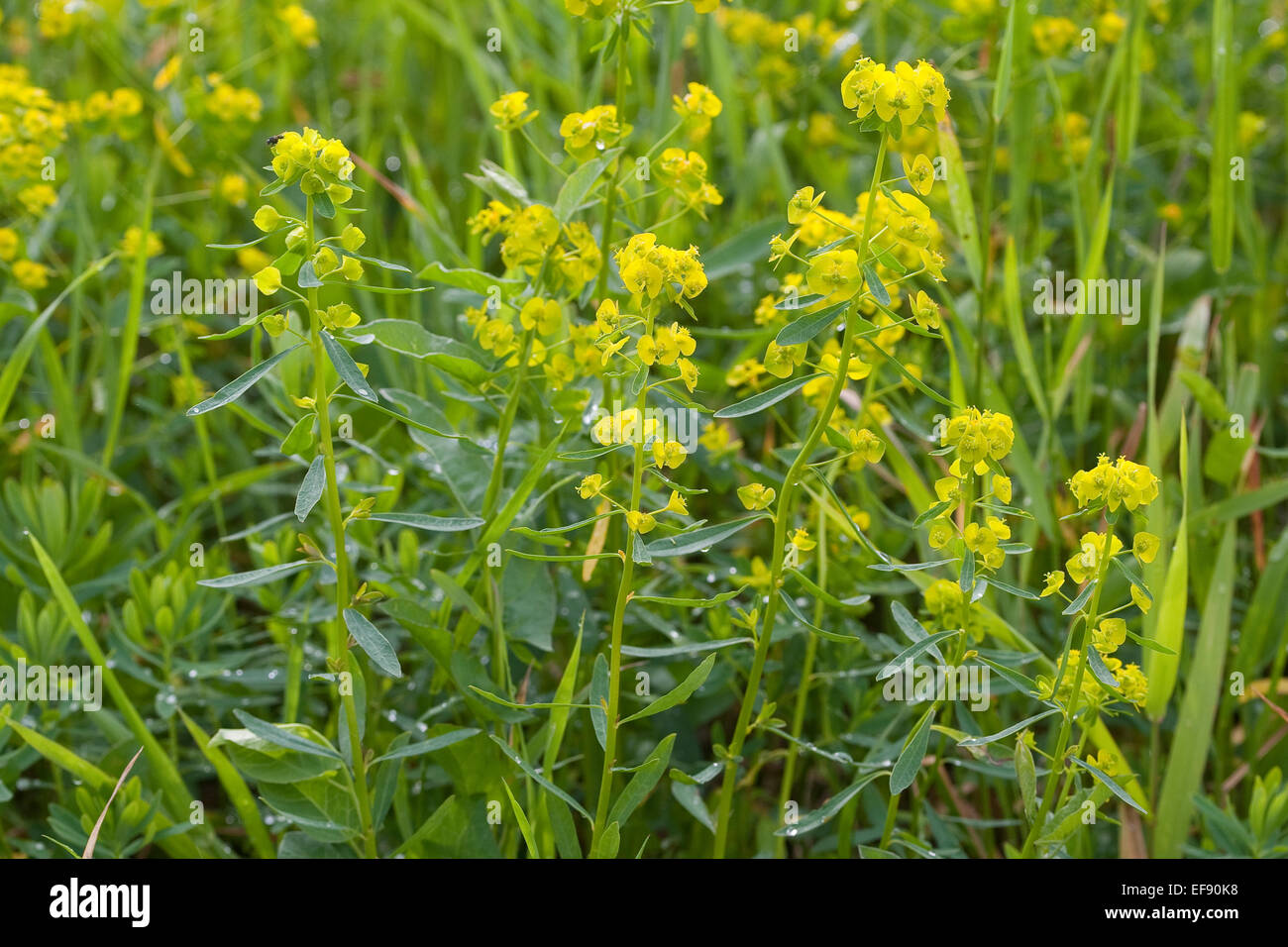 Leafy Spurge, Wolf´s Milk, Esels-Wolfsmilch, Eselswolfsmilch, Esels-Wolfmilch, Scharfe Wolfsmilch, Euphorbia esula Stock Photo