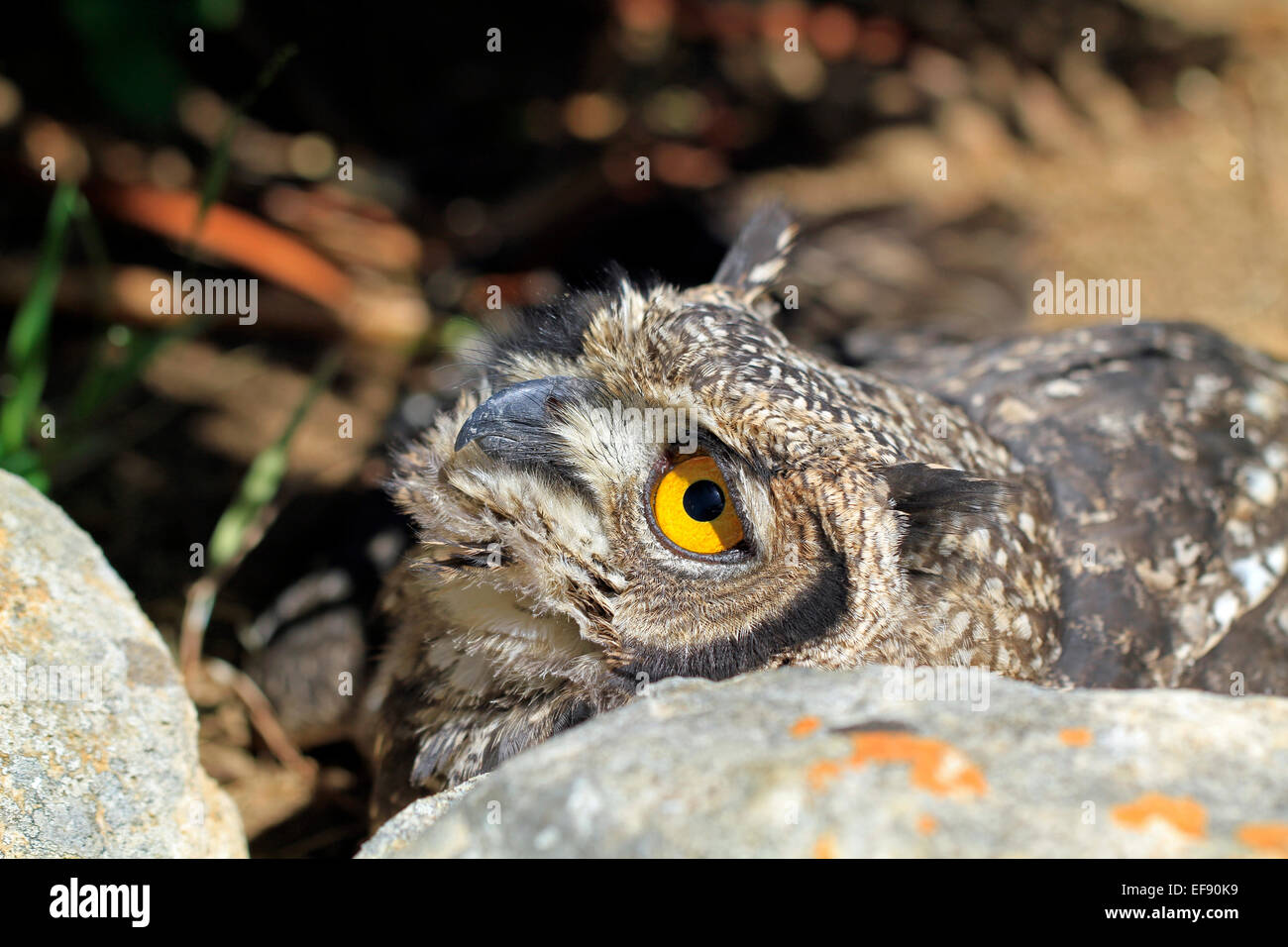 A young spotted eagleowl (Bubo africanus) in Kirstenbosch National