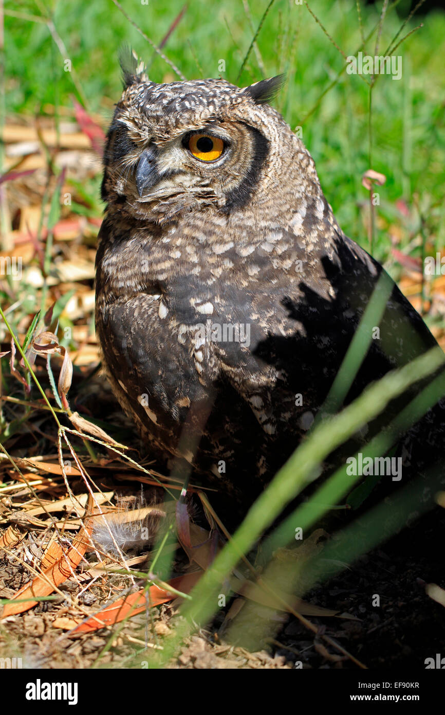 A young spotted eagleowl (Bubo africanus) in Kirstenbosch National