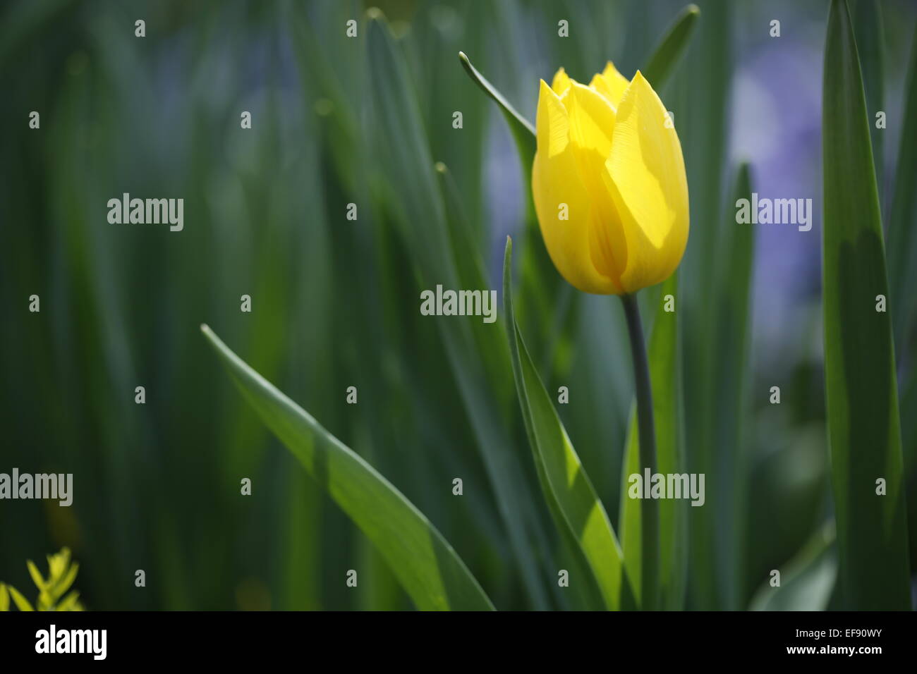 Yellow tulips in the garden Stock Photo