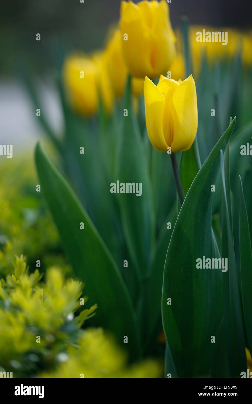 Yellow tulips in the garden Stock Photo