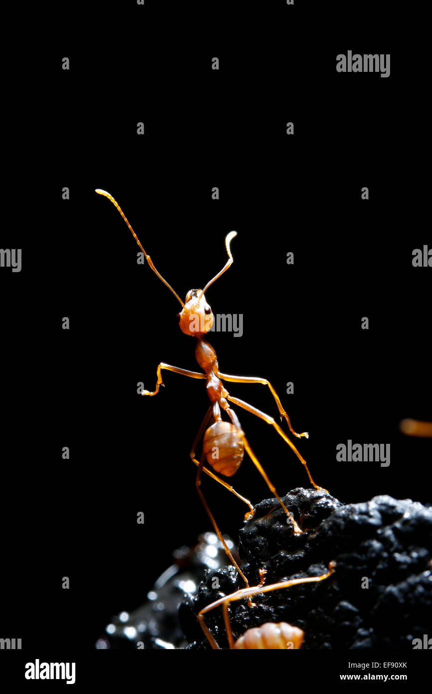 Red ans on black background Stock Photo - Alamy