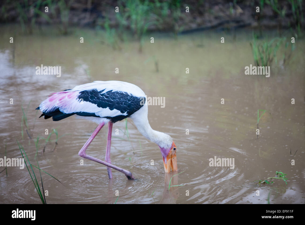painted stork.Yala National Park,Sri Lanka. Stock Photo