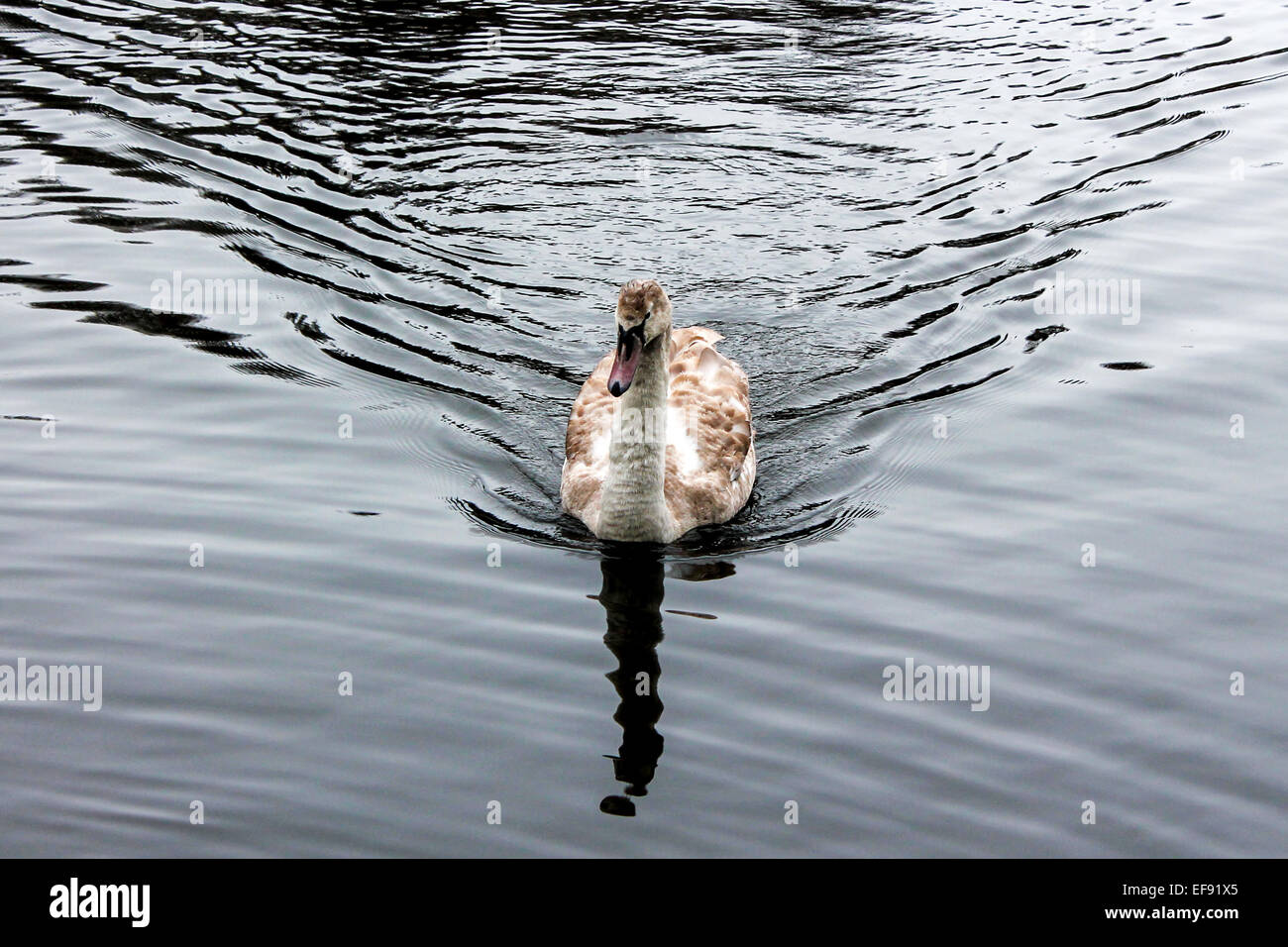 Swan at Daisy Nook. Stock Photo