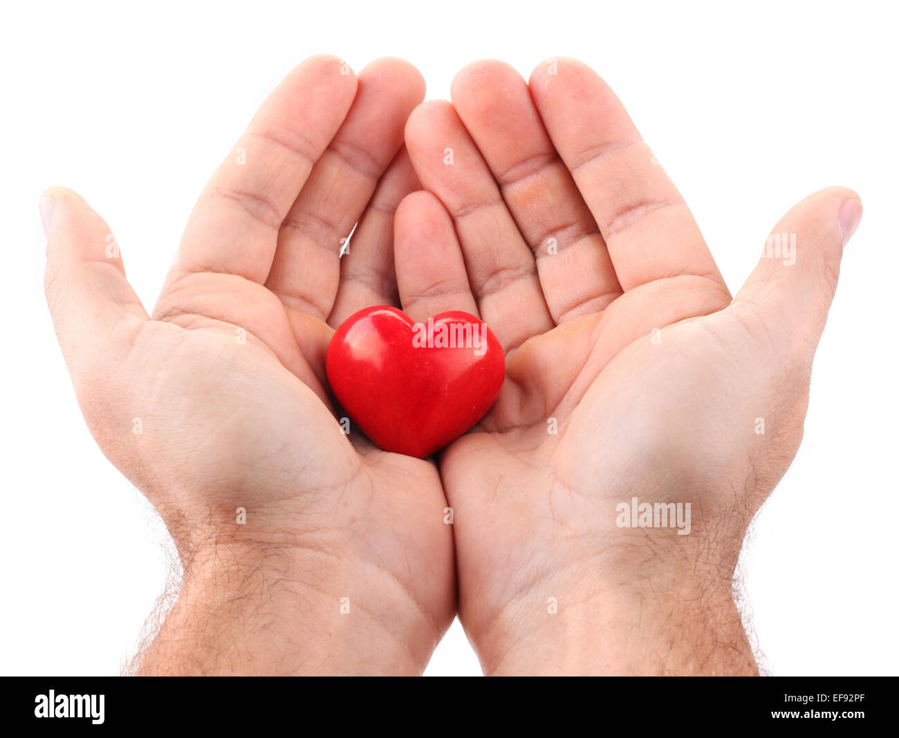 Red heart in male hands on a white background. Stock Photo