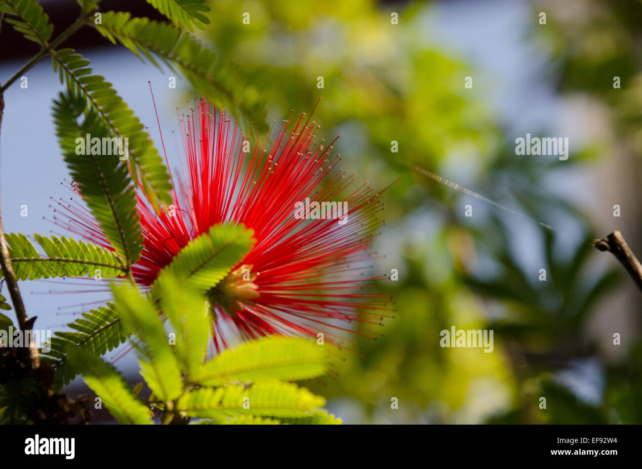 Close up of Calliandra Tweediei in the Botanical gardens in Lucca, Tuscany, Italy Stock Photo