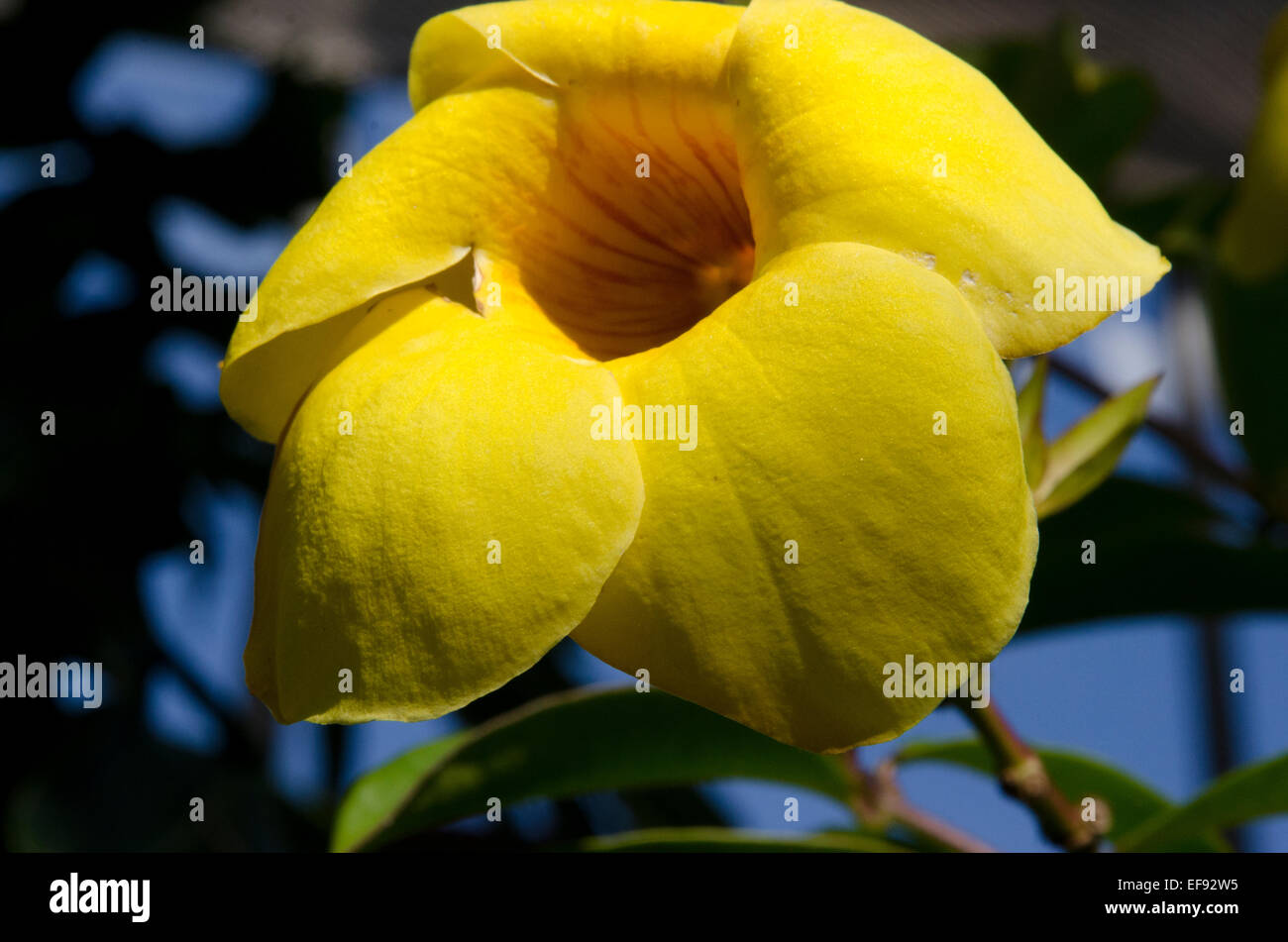 Picture of allamanda cathartica flower in botanical gardens in Lucca, Tuscany, Italy Stock Photo