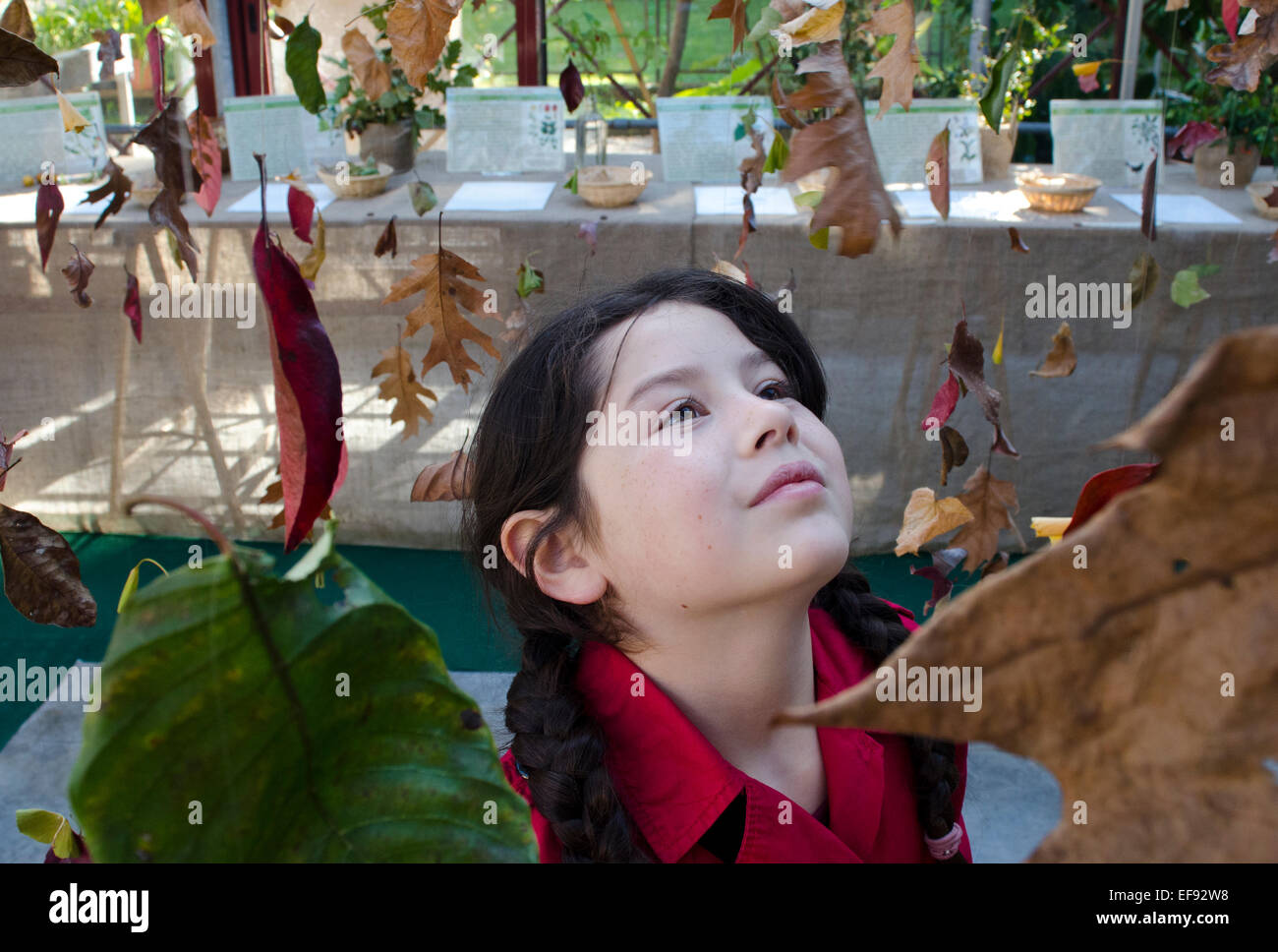 Young girl looking at display of leaves in the botanical gardens of Lucca, Tuscany, Italy Stock Photo