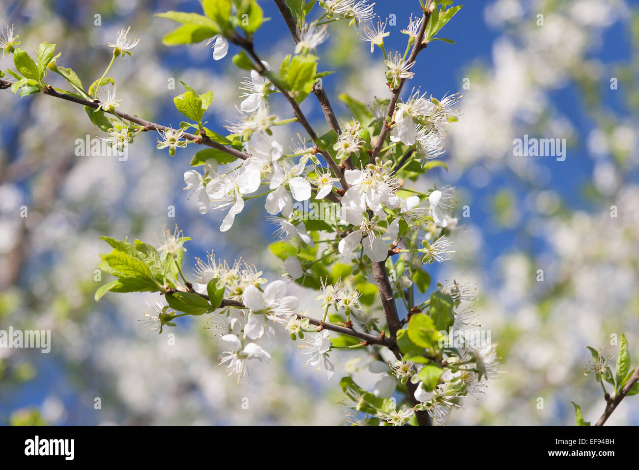 Flowering Plum Tree Stock Photo - Alamy