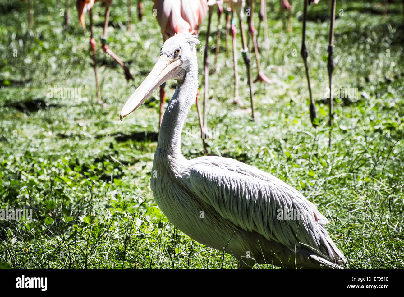 pelican, bird with huge beak Stock Photo - Alamy