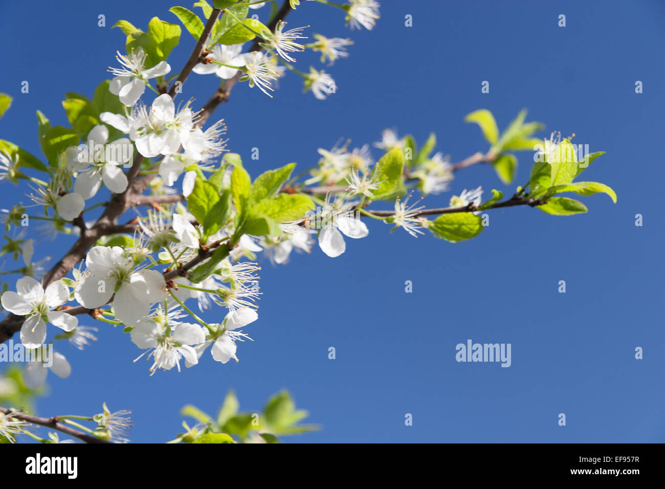 Flowering Plum Tree Stock Photo Alamy