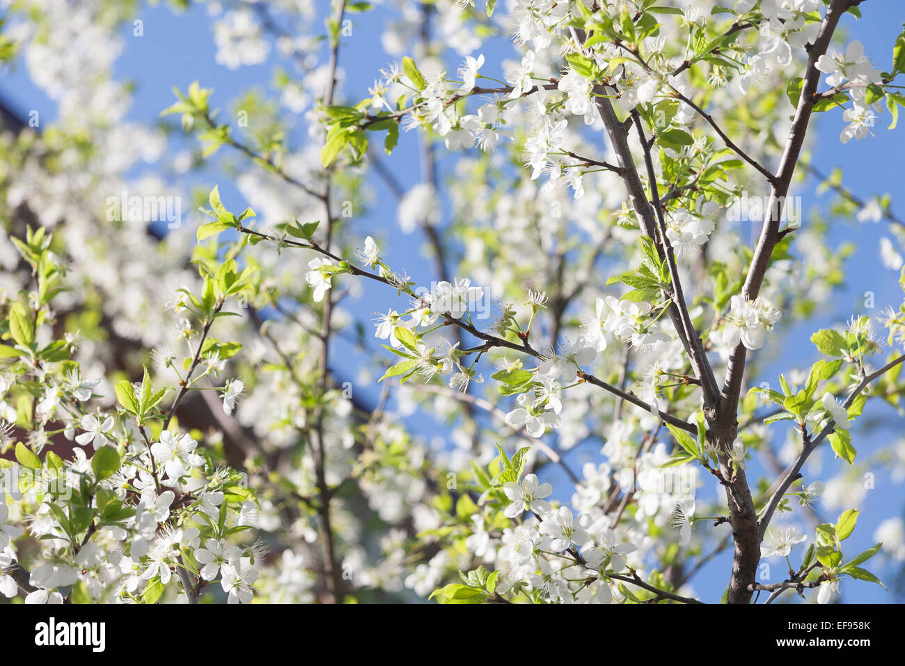 Flowering Plum Tree Stock Photo - Alamy