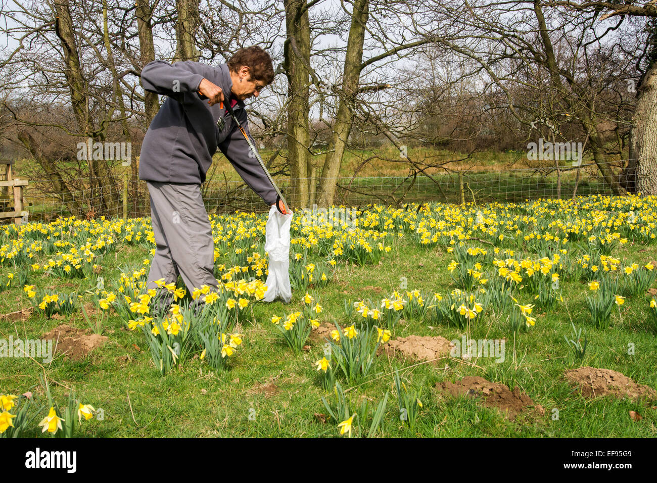 Member of North York Moors staff picking litter at Farndale daffodil fields, UK. Stock Photo