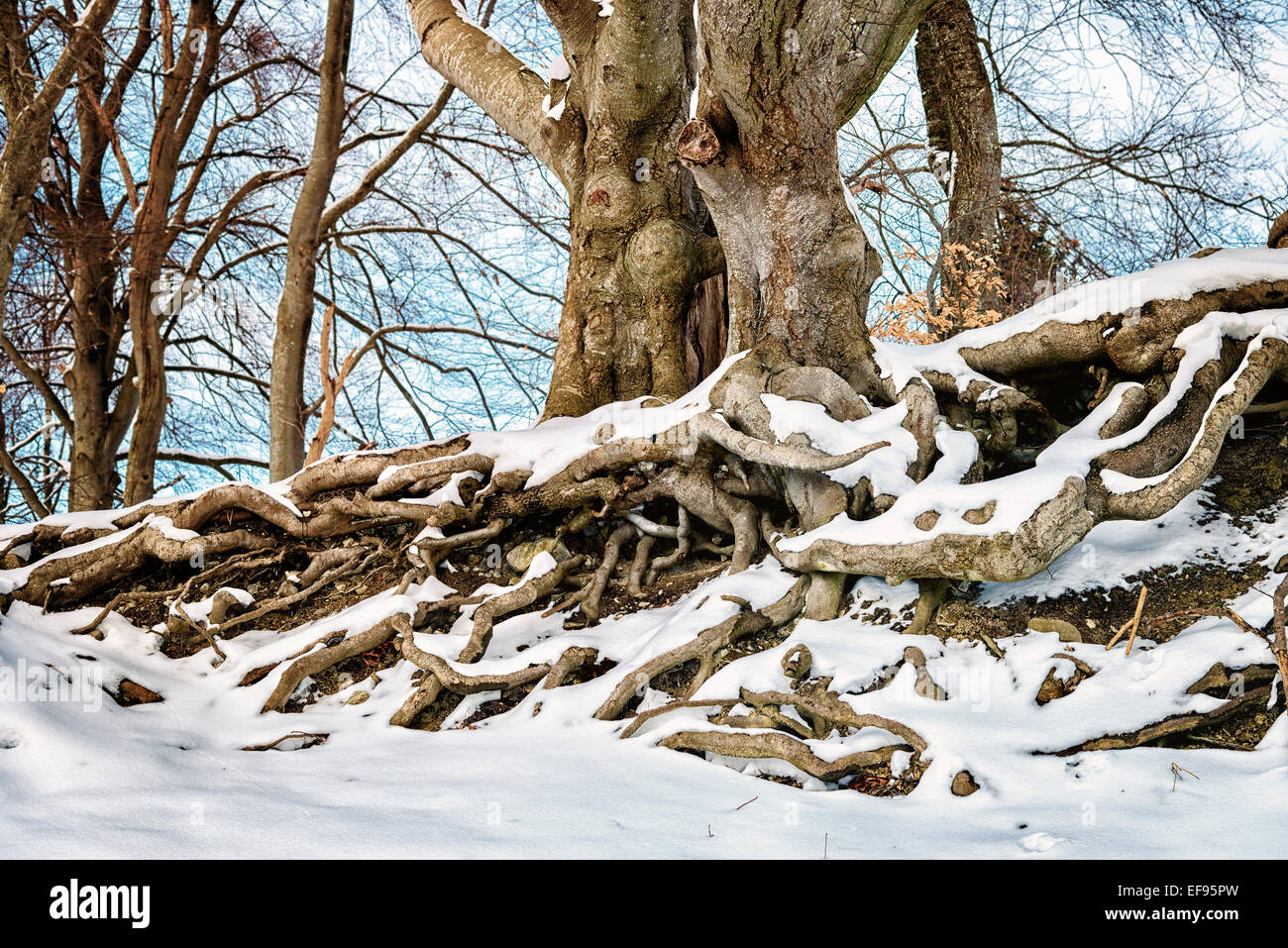 Tree Roots In The Winter