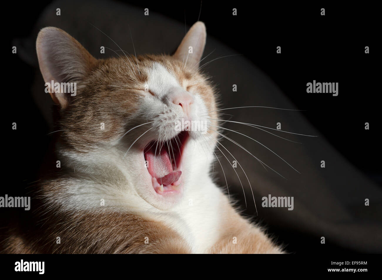 Yawning cat Stock Photo