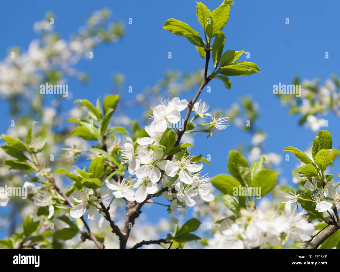 Flowering Plum Tree Stock Photo - Alamy