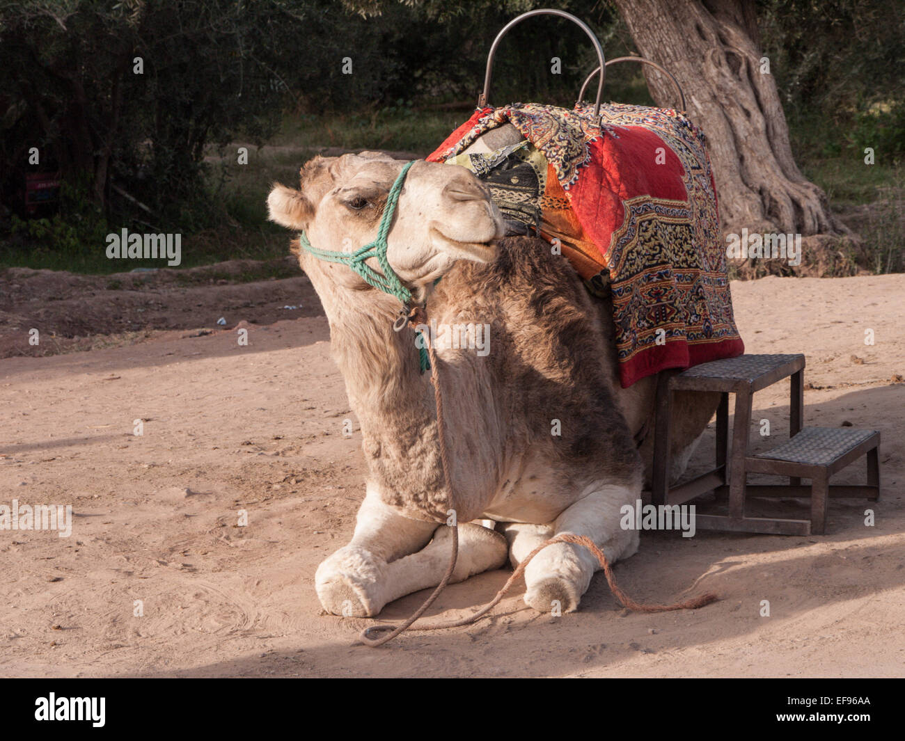 Camel fur rug hi-res stock photography and images - Alamy