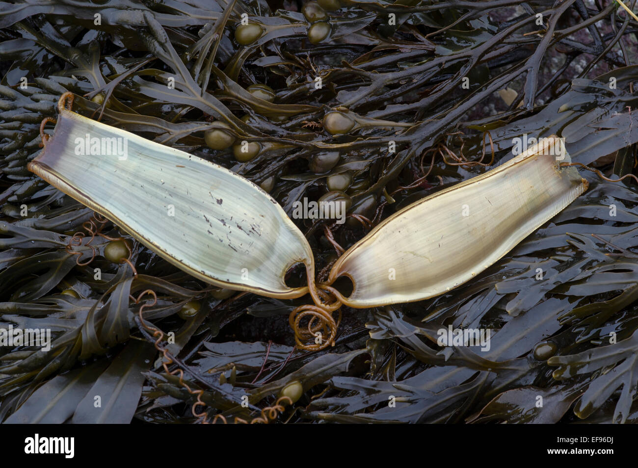 Mermaid's Purse - Egg case of the Lesser - Spotted Dogfish - Scyliorhinus canicula on seaweed Stock Photo