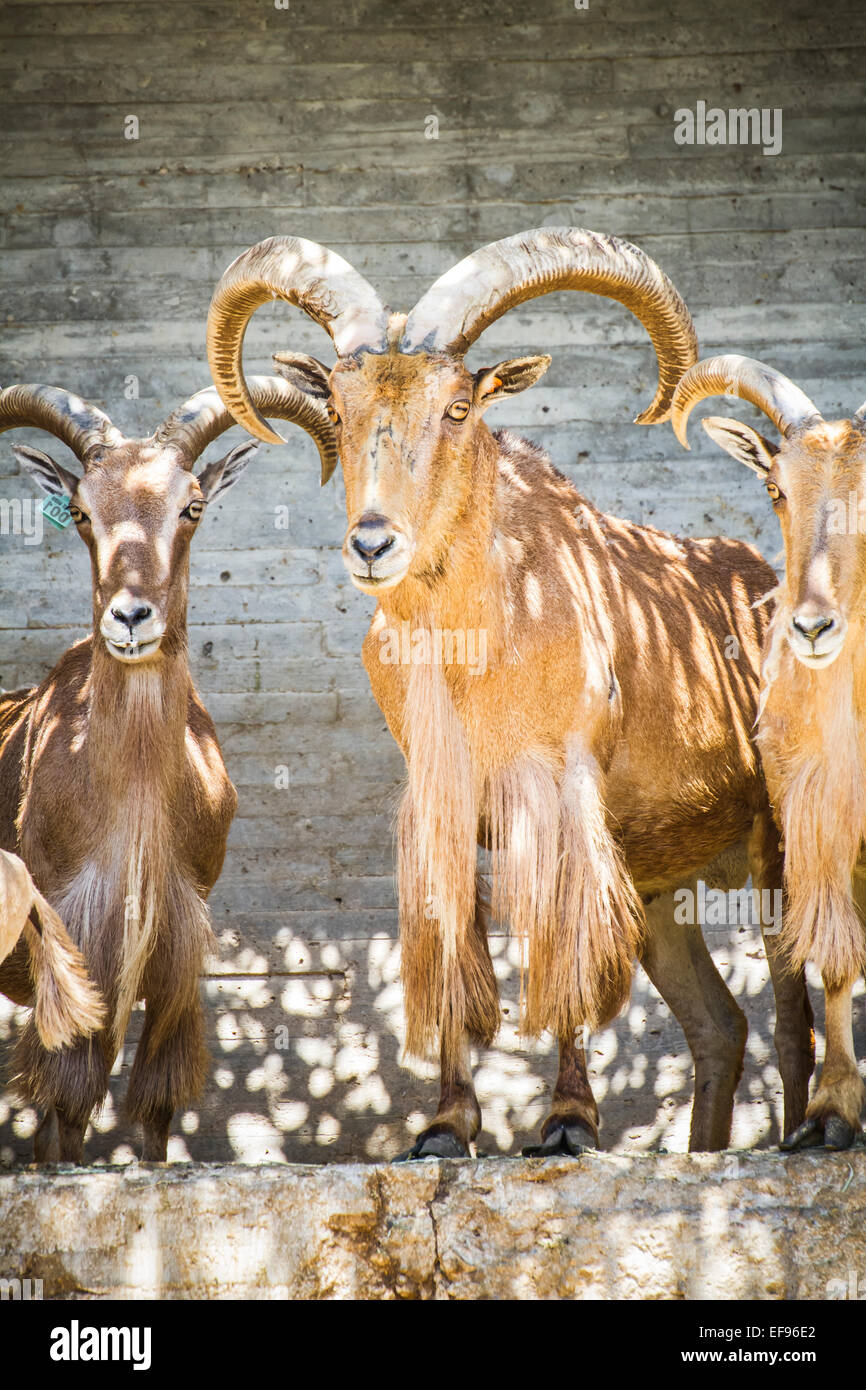 group of mountain goats, Family mammals with large horns Stock Photo