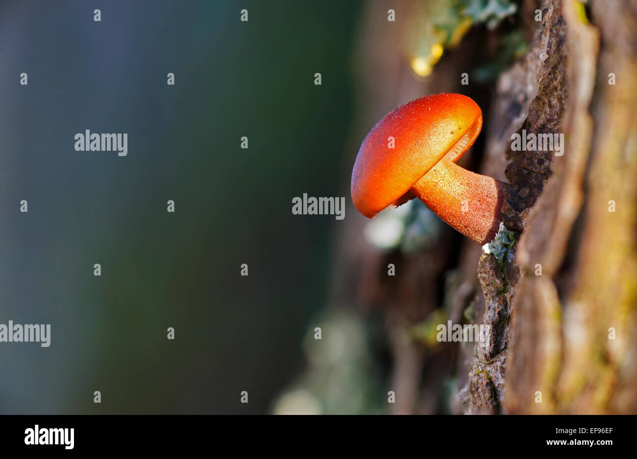 Lone  red  wax-cap Hygrophorus sp. mushroom on tree bark  a typical fungi found in British Woodland Stock Photo