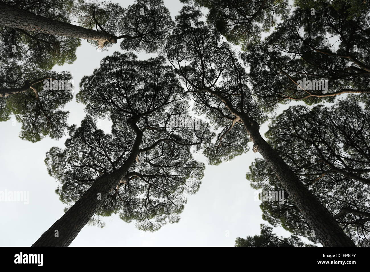 Pattern of tops of the trees seen from the ground Stock Photo