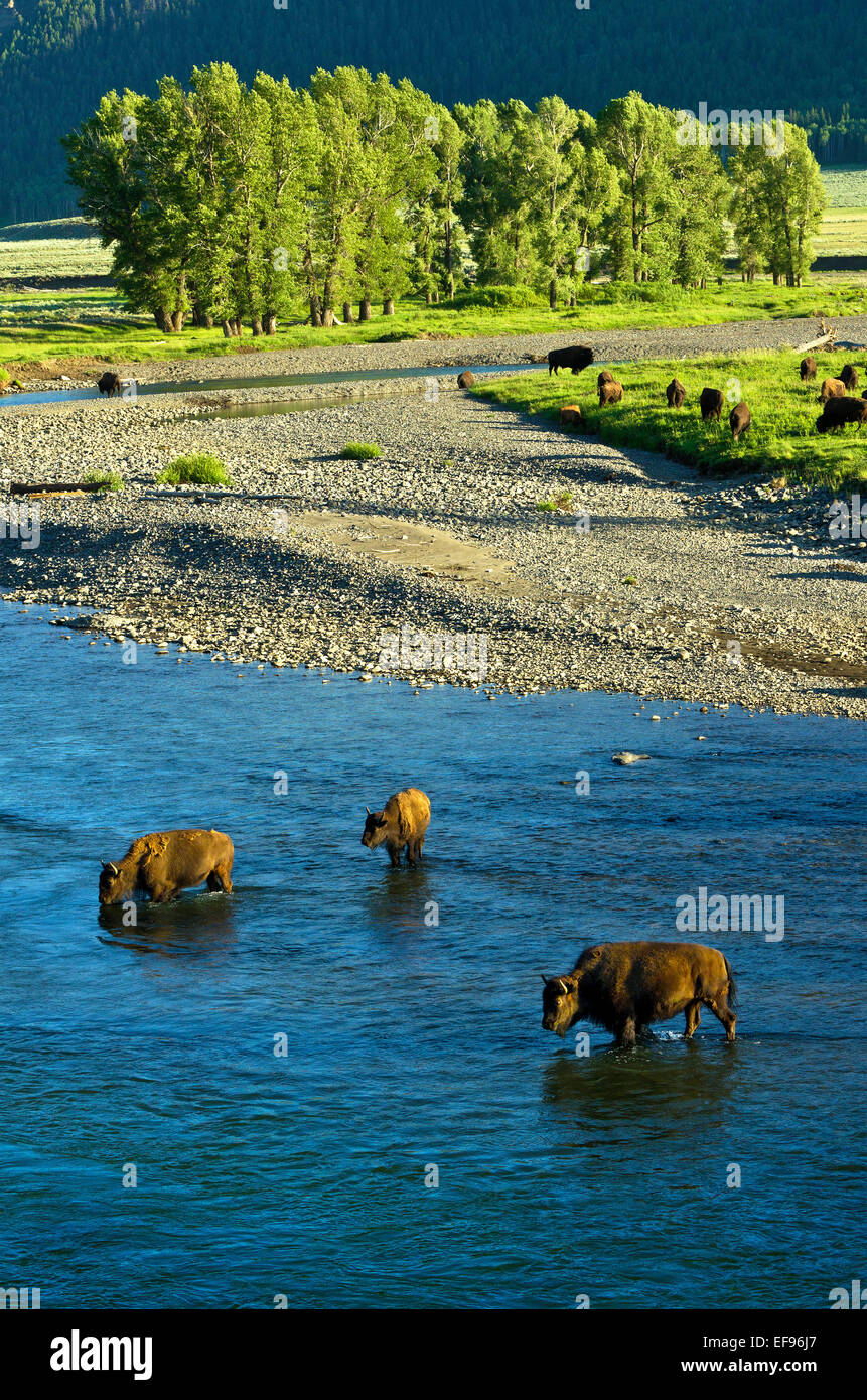 Bison drinking in the Lamar River, Yellowstone National Park, Wyoming, the United States. Stock Photo