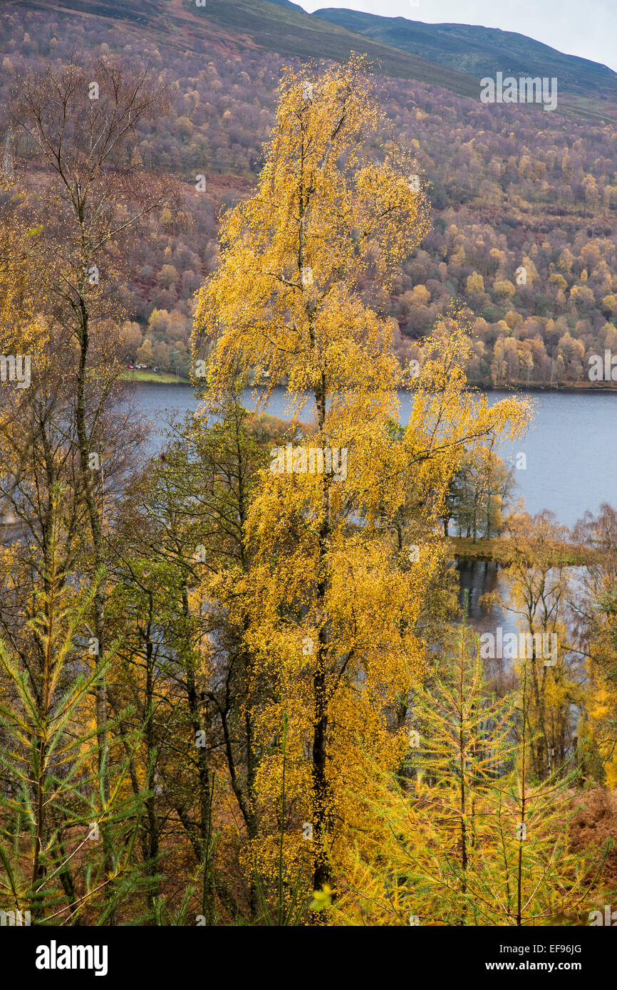 Birches at Autumn alongside Loch Tummel, Perth and Kinroos Stock Photo