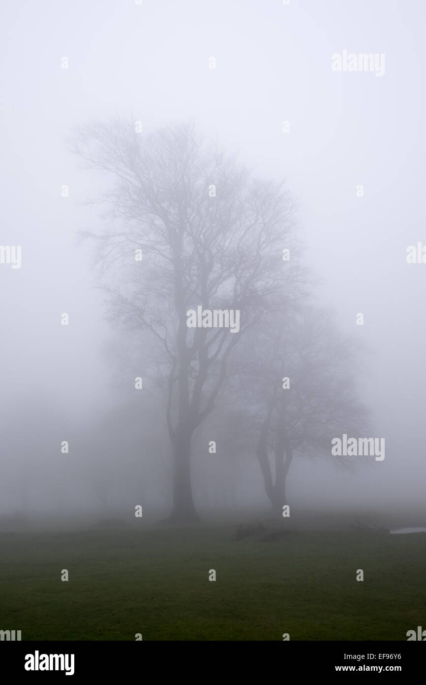 Two trees in the mist Stock Photo - Alamy
