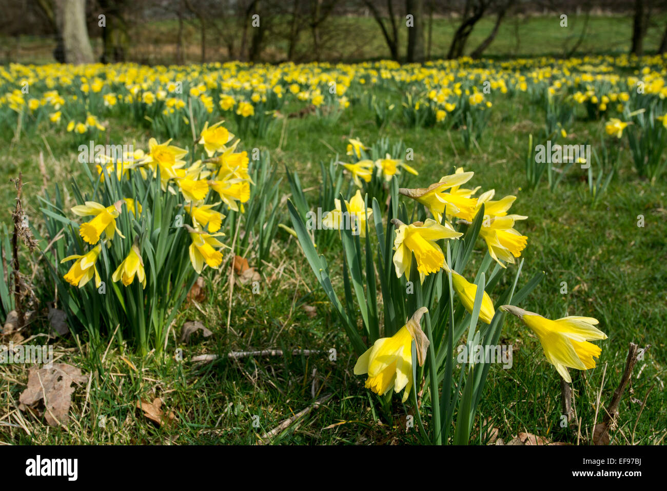Daffodils in bloom at Farndale, in the North York Moors National Park