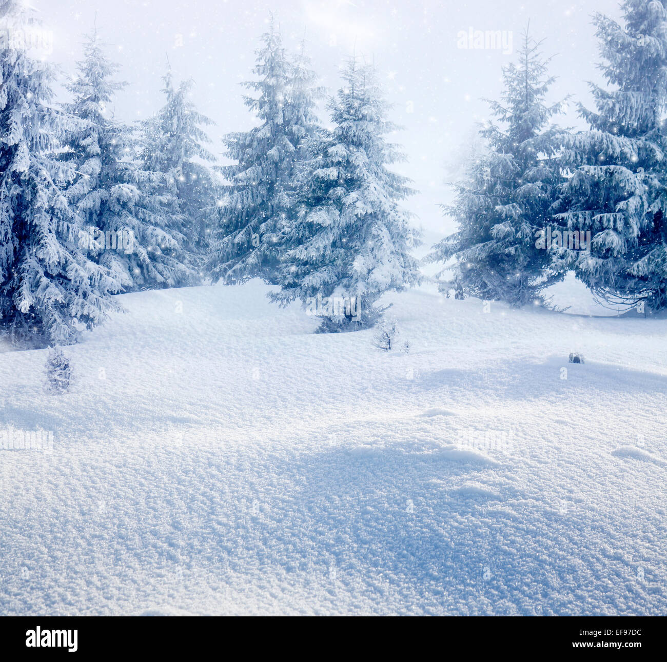 Winter landscape with snowy fir trees Stock Photo - Alamy