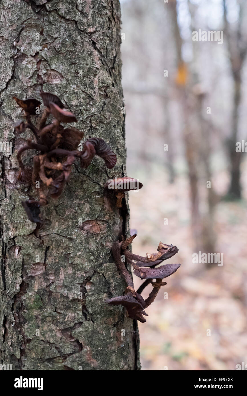 Tree Toad Stools Toadstools Dead Tree High Resolution Stock Photography and Images - Alamy
