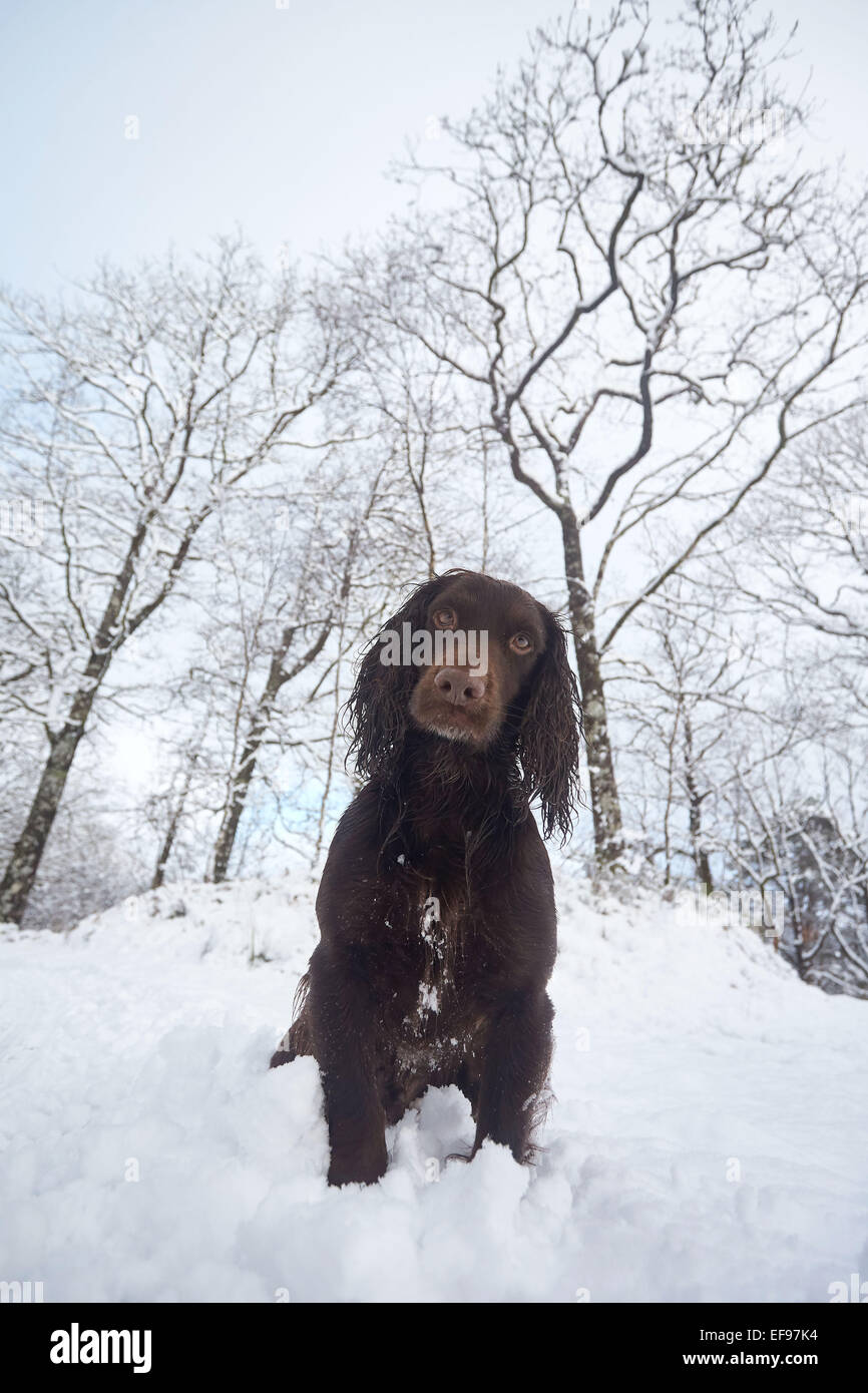 Glencreran, Argyll, Scotland, UK. 29th January, 2015. UK Weather: Rusty, a cocker spaniel enjoying playing in the heavy fall of snow that saw much of the west of Scotland covered overnight Credit:  John MacTavish/Alamy Live News Stock Photo