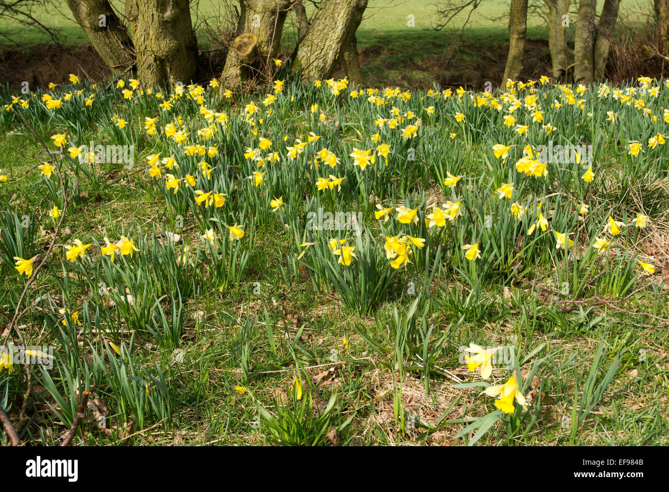 Daffodils in bloom at Farndale, in the North York Moors National Park, UK Stock Photo Alamy