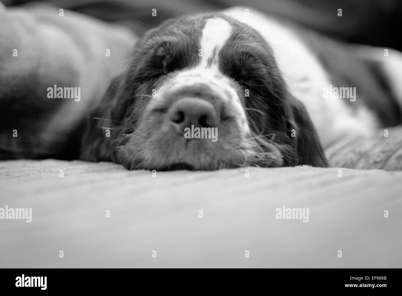 Sleeping springer spaniel puppy in black and white Stock Photo