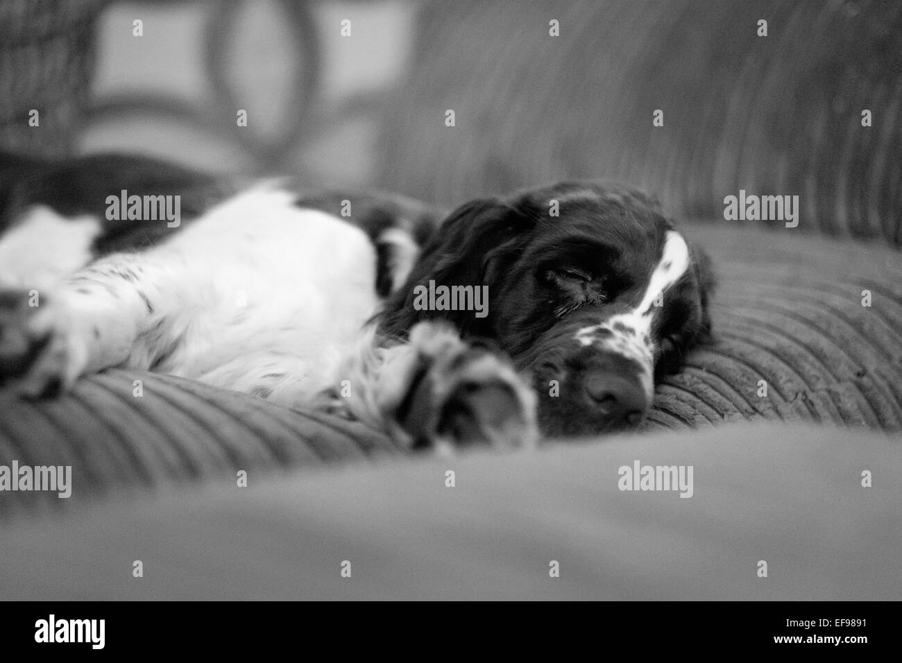 Black and white photograph of a springer spaniel puppy asleep on a sofa Stock Photo